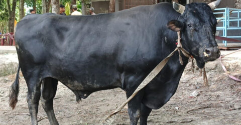 ‎পিরোজপুরে কোরবানির হাট কাঁপাবে ২৫ মণের ‘বীর বাহাদুর’