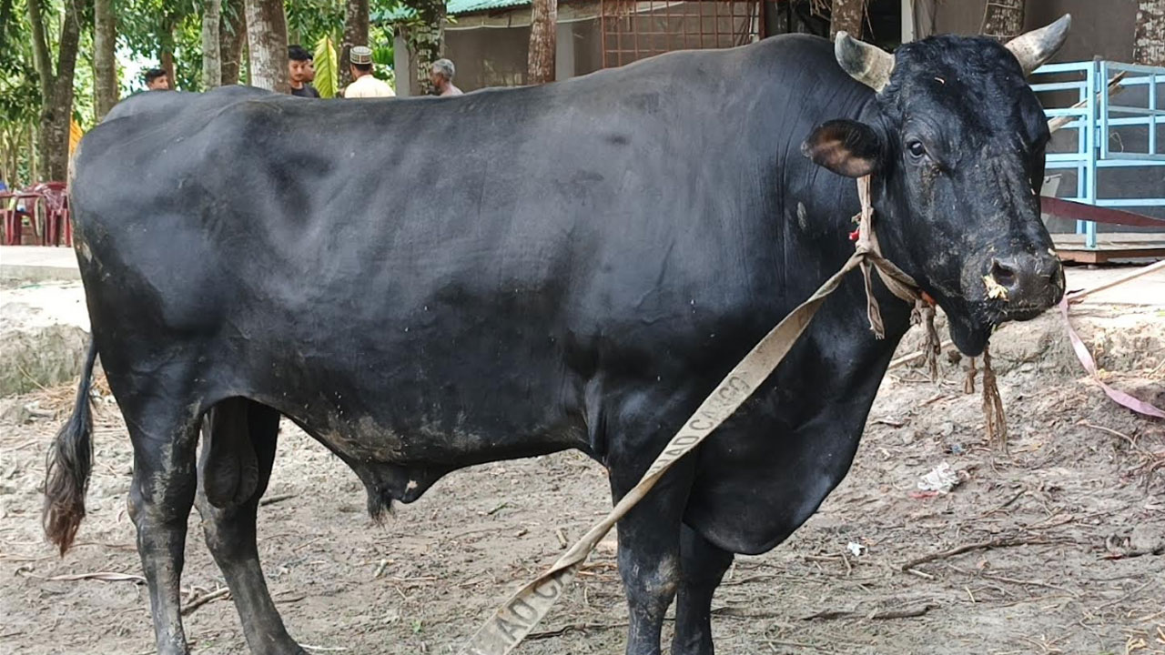 পিরোজপুরে কোরবানির হাট কাঁপাবে ২৫ মণের ‘বীর বাহাদুর’