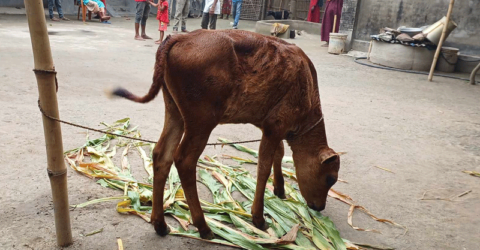 কৃষকের ৬ গরু চুরি করে রেখে গেল একটি বাছুর