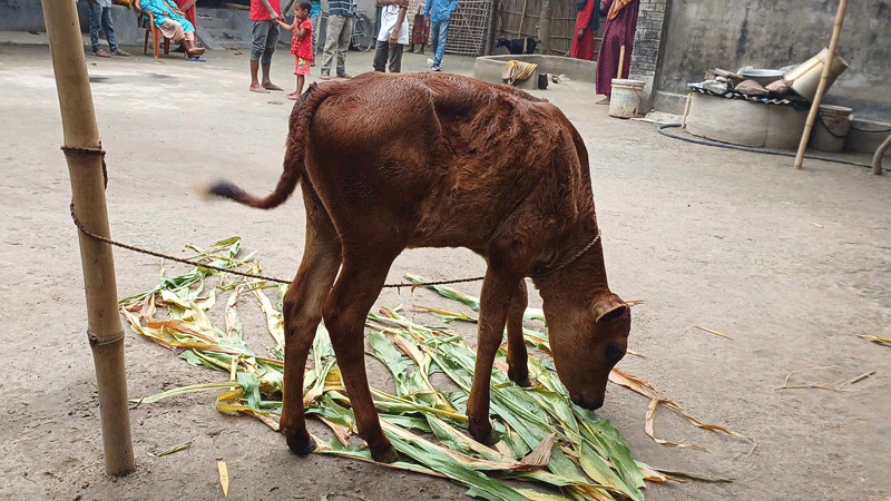 কৃষকের ৬ গরু চুরি করে রেখে গেল একটি বাছুর
