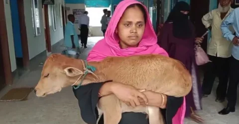 গাভী নিয়ে গেলেন বিএনপি নেতা, বাছুর কোলে আদালতে নারী