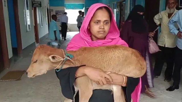 গাভী নিয়ে গেলেন বিএনপি নেতা, বাছুর কোলে আদালতে নারী