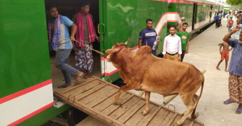 কোরবানির পশু পরিবহনে ৩টি ট্রেন চালাবে রেলওয়ে
