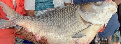 এবার পদ্মা–যমুনার মোহনার দুই কাতলা বিক্রি হলো প্রায় লাখ টাকায়