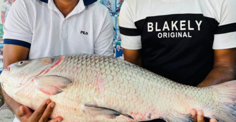 পদ্মার এক কাতল ৪০ হাজার টাকায় বিক্রি