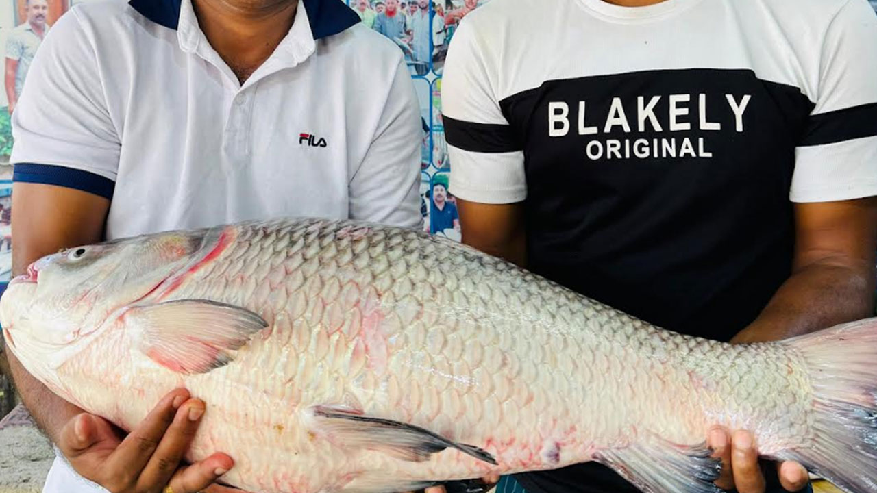 পদ্মার এক কাতল ৪০ হাজার টাকায় বিক্রি