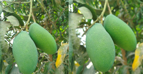 ২২ মে থেকে বাজারে আসছে নওগাঁর আম