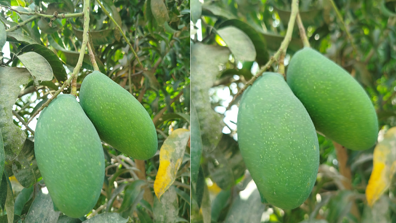 ২২ মে থেকে বাজারে আসছে নওগাঁর আম