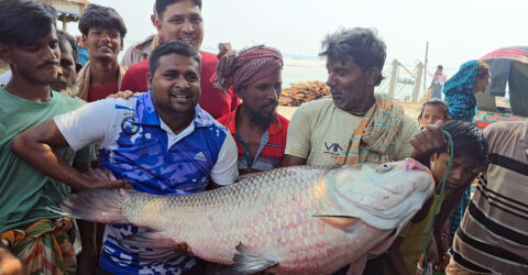 পদ্মার এক কাতল বিক্রি হলো অর্ধলাখ টাকায়